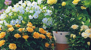 Как сажать розы и за ними ухаживать